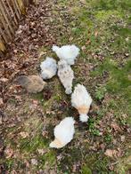 Zijdehoenders, Dieren en Toebehoren, Pluimvee, Vrouwelijk, Kip