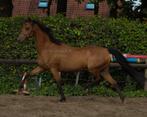 Welsh STER 🌟 merrie, Dieren en Toebehoren, Hengst