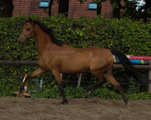 Welsh STER 🌟 merrie, Dieren en Toebehoren, Paarden en Pony's | Dekhengsten en Fokmerries, Hengst