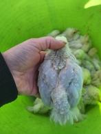 Isabelporselein cochin haantjes, Dieren en Toebehoren, Pluimvee, Mannelijk, Kip