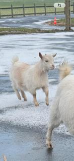 Geiten bokje, Dieren en Toebehoren, Mannelijk, Geit, 0 tot 2 jaar