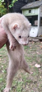 Fretten sandy & albino, Dieren en Toebehoren, Overige Dieren, Juli, Meerdere dieren