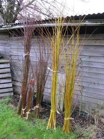 Osier - saule pour vannerie beschikbaar voor biedingen