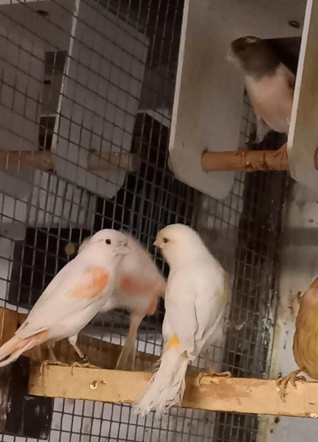 kanaries, Dieren en Toebehoren, Vogels | Kanaries, Kleurkanarie, Vrouwelijk