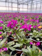 Arabis ‘Rose Delight’, Ophalen, Lente, Vaste plant, Bodembedekkers