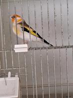 Majoor distelvink, Dieren en Toebehoren, Vogels | Overige Vogels, Meerdere dieren, Wildzangvogel, Geringd