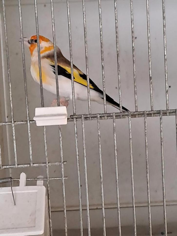 Majoor distelvink, Dieren en Toebehoren, Vogels | Overige Vogels, Wildzangvogel, Meerdere dieren, Geringd