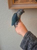 Conure. Pyrrhura eam, Dieren en Toebehoren, Vogels | Parkieten en Papegaaien