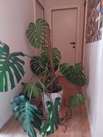 Grote monstera - gatenplant, Huis en Inrichting, Ophalen