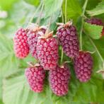 Reuze-Frambozen, vruchten van Juli tot November (Tayberry), Zomer, Vaste plant, Fruitplanten, Ophalen of Verzenden