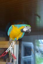 Jonge blauw gele ara, Dieren en Toebehoren, Vrouwelijk, Papegaai, Geringd