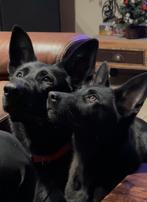 Herder Reutje—Black-VEO—FCI — Sports, sécurité et famille., Chien (mâle), Parvovirose, 8 à 15 semaines, Éleveur | Loisir