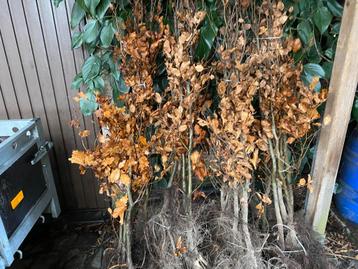 Beuken haag planten beschikbaar voor biedingen