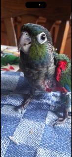 Conure perlata, Dieren en Toebehoren, Ophalen