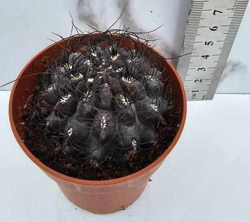 Eriosyce crispa, Huis en Inrichting, Kamerplanten, Verzenden