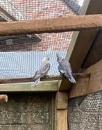 Jonge valkparkieten, Dieren en Toebehoren, Vogels | Parkieten en Papegaaien, Geslacht onbekend