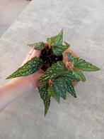 Begonia Medora, Ophalen of Verzenden