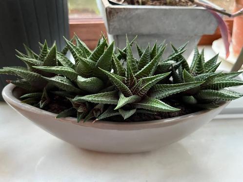 Coupe met 8 kleine sieraloë's, Huis en Inrichting, Kamerplanten, Vetplant, Bloeiende kamerplant, Volle zon, In pot, Ophalen of Verzenden