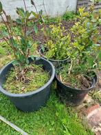 Gros pot chévrefeuille, Tuin en Terras, Planten | Bomen, Ophalen of Verzenden