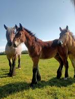 Hengstenveulen, Dieren en Toebehoren, Paarden, Hengst, Niet van toepassing, Gechipt, 0 tot 2 jaar