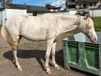 Cremello merrie 2,5jaar, Dieren en Toebehoren, Paarden, Merrie, Minder dan 160 cm, 3 tot 6 jaar, Gechipt