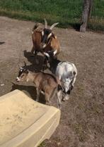 Dwerggeitjes dwerg geitjes, Dieren en Toebehoren, Schapen, Geiten en Varkens, Meerdere dieren, Geit, 0 tot 2 jaar