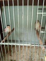 Kanaries, Dieren en Toebehoren, Vogels | Kanaries, Vrouwelijk