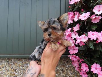 Prachtige mini yorkshire terriër pups beschikbaar voor biedingen