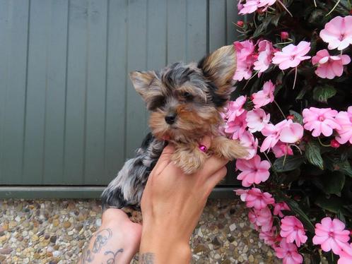 Prachtige mini yorkshire terriër pups, Dieren en Toebehoren, Honden | Jack Russells en Terriërs, Teef, Yorkshire Terriër, Fokker | Professioneel