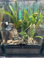Exo terra 30x30x45cm ingericht, Ophalen, Gebruikt