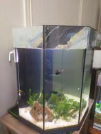 Aquarium 120 litres octogonale, Enlèvement