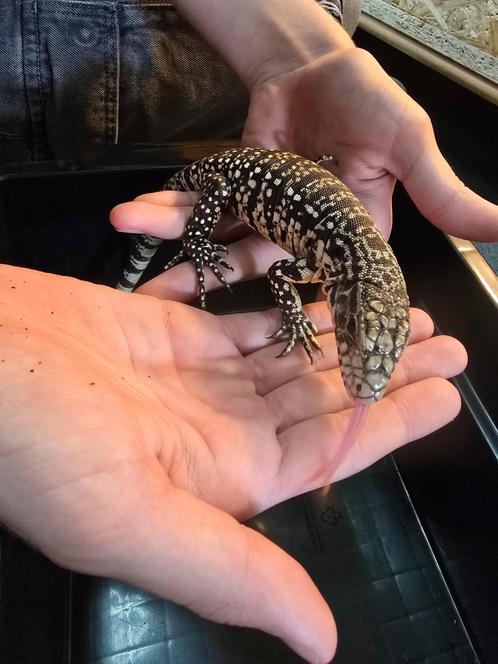 Meerdere jonge teju's te koop, Dieren en Toebehoren, Reptielen en Amfibieën