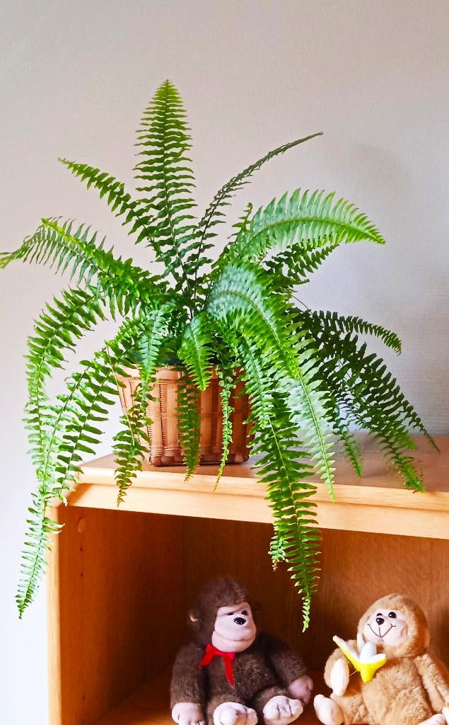 Krulvaren kamerplant, Huis en Inrichting, Kamerplanten, Ophalen