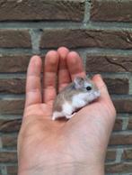 Jonge roborovski dwerghamster mannetjes., Dieren en Toebehoren, Knaagdieren, November, Hamster, Tam