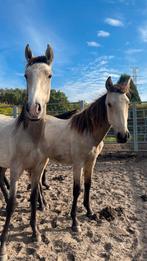 2 jaarlingen te koop, Dieren en Toebehoren, Paarden, Merrie, Onbeleerd, Recreatiepaard, 0 tot 2 jaar
