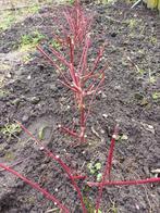 cornus rood, Tuin en Terras, Ophalen, Vaste plant, Overige soorten, Volle zon