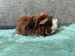 Cavia beertjes, Dieren en Toebehoren, Knaagdieren, Mannelijk, Cavia, Tam