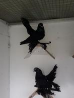 PIGEONS ROSTOV, Dieren en Toebehoren, Vrouwelijk