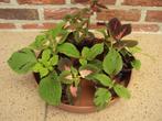 Siernetels / Coleus, Ophalen