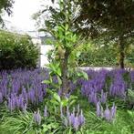 Liriope big blue, Enlèvement, Mi-ombre