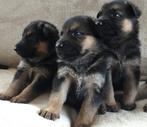 Mooie duitse herder pups op boerderij, België, Fokker | Hobbymatig, CDV (hondenziekte), 8 tot 15 weken