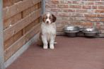 Prachtige Australische herder pups (bij ons geboren!), CDV (hondenziekte), Meerdere, 8 tot 15 weken, Meerdere dieren