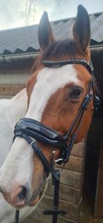 Mooi hb hoofdstel maat cob, Dieren en Toebehoren, Paarden en Pony's | Hoofdstellen en Tuigage, Ophalen of Verzenden, Zo goed als nieuw