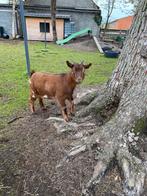 Dwerggeit mieke, Dieren en Toebehoren