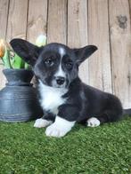 Gilet Welsh Corgi pour chiots/Chiots Corgi, Belgique, Un chien, Hépatite contagieuse (maladie de Rubarth), Chienne