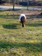 Shetlander hengst., Dieren en Toebehoren, Paarden en Pony's | Dekhengsten en Fokmerries, Hengst