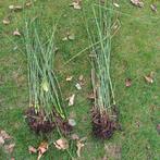 japanse holpijp, Tuin en Terras, Ophalen