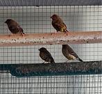 tijgervinkjes, Dieren en Toebehoren, Vogels | Overige Vogels, Mannelijk, Tropenvogel
