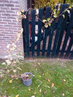 kiwi plant, Ophalen