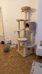 Liefdevolle kater LOKUM van 1 jaar zoekt nieuwe thuis, Chat, À poils courts, 0 à 2 ans